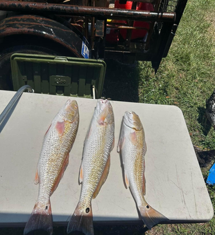 Redfish fishing in Matagorda Bay 